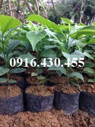 Cây giống giổi xanh